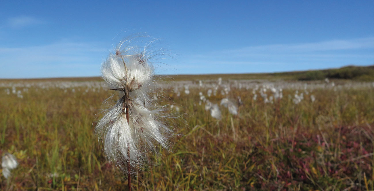 Cotton grass in Katmai National Park
