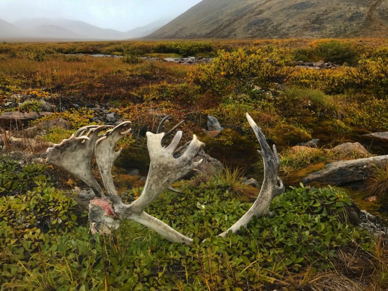 Evidence of predators in the Arctic National Wildlife Refuge