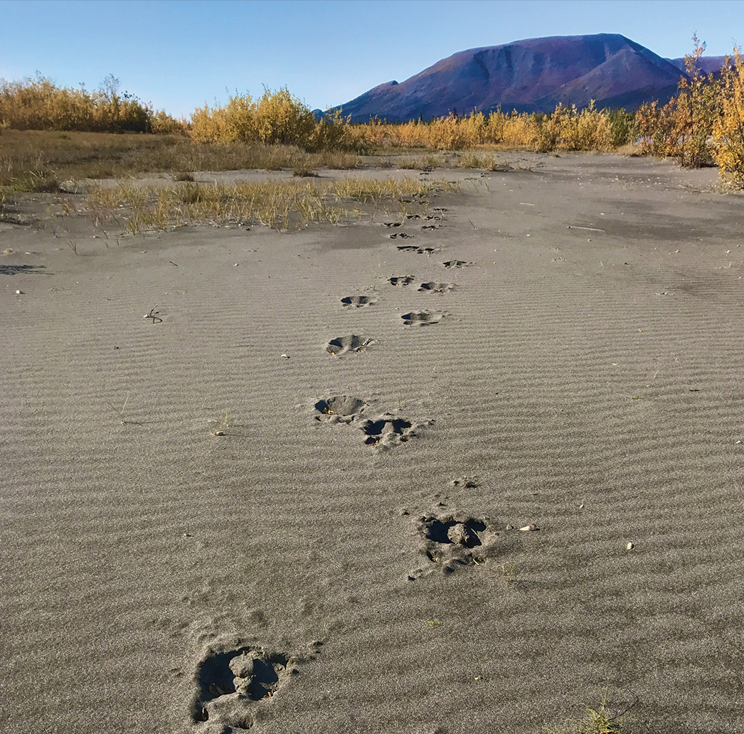 Alaska Backcountry Guides - Caribou tracks in Alaska's Brooks Range
