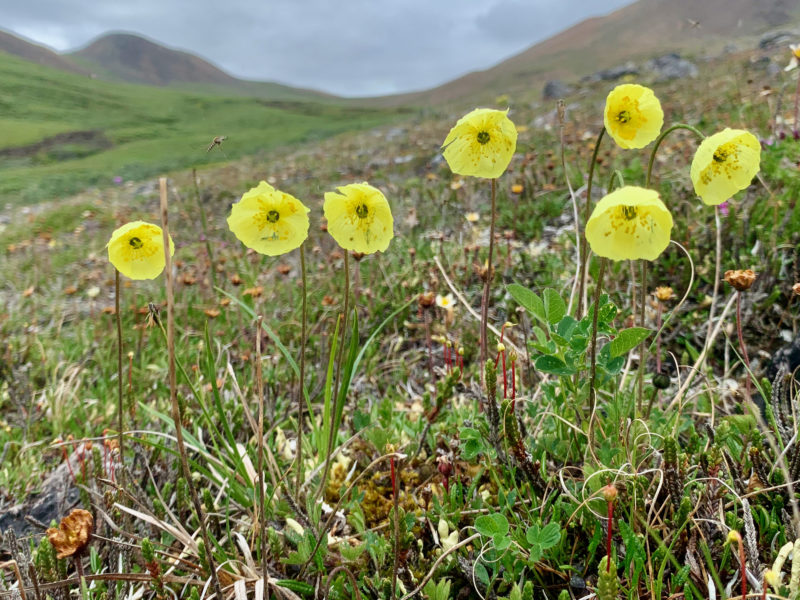 Arctic Poppies in the Sadlerochit Mountains of the Arctic National Wildlife Refuge