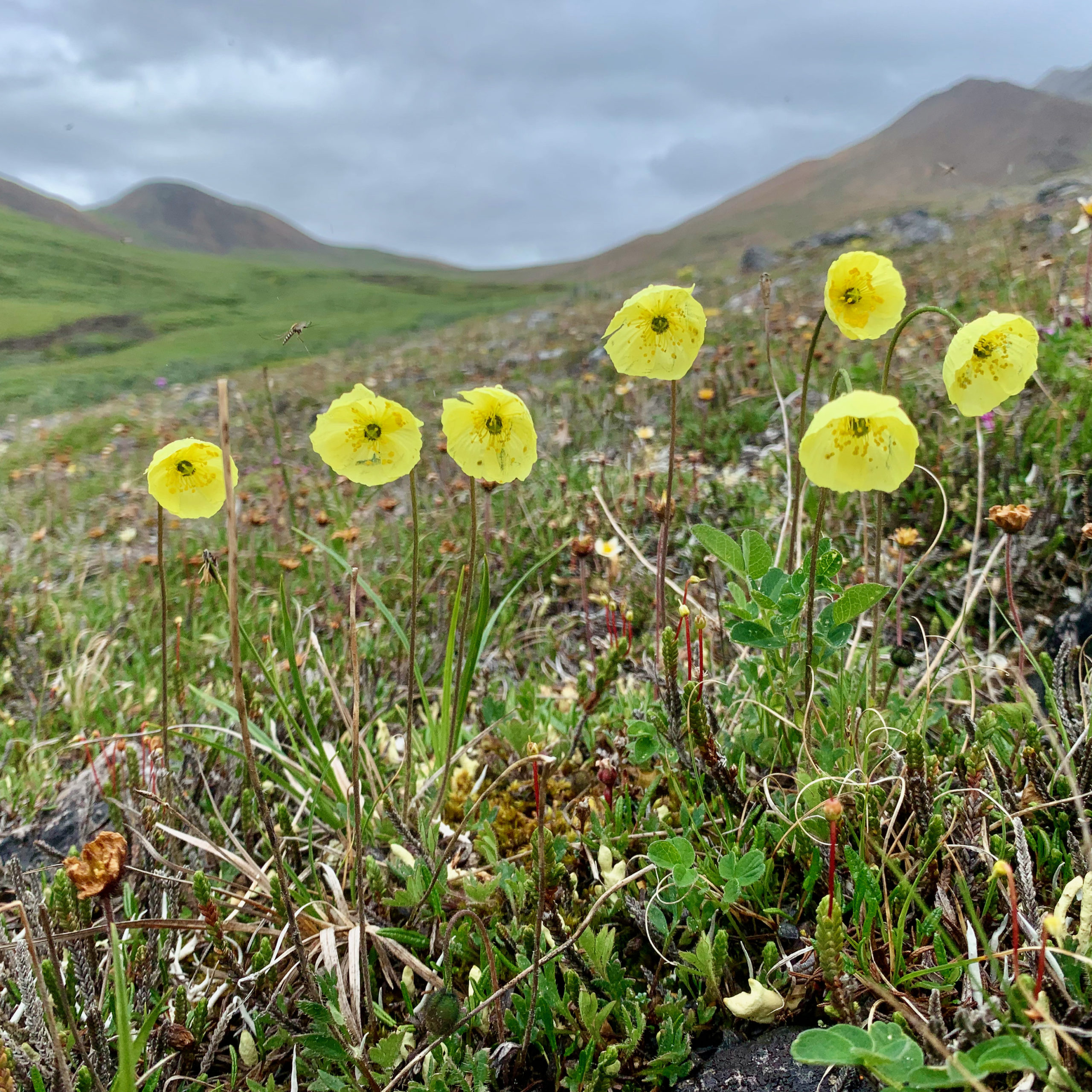 Arctic Poppies in the Sadlerochit Mountains of the Arctic National Wildlife Refuge